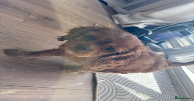 Cavalier King Charles Spaniel dogs - Advert 5