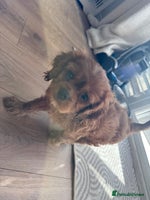 Cavalier King Charles Spaniel dogs - Advert 3