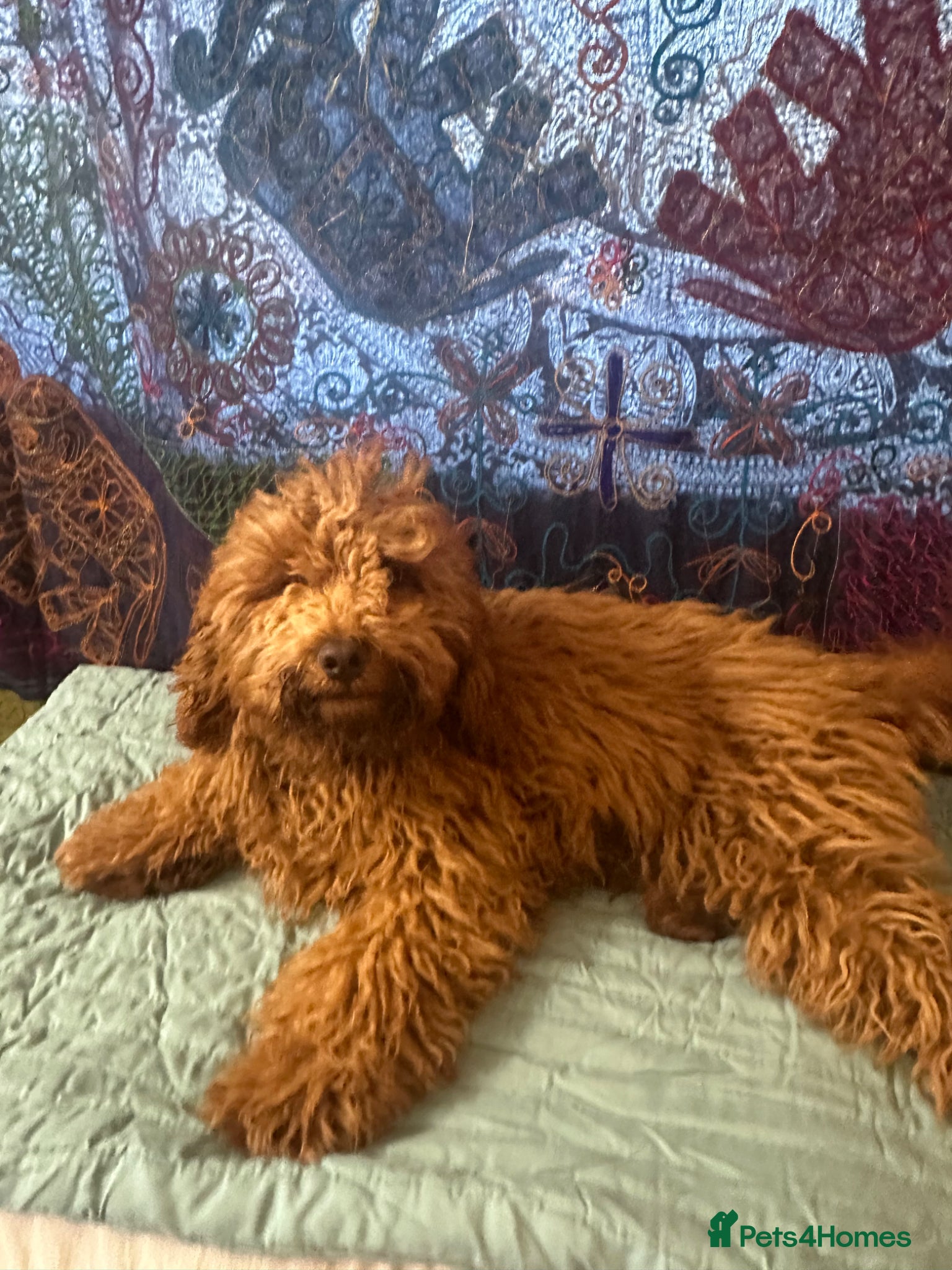 Cavapoo dogs for sale: Ozzy f1 cavapoo *reserved currently  - Advert 2