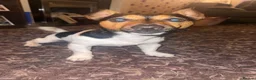 Jack Russell dogs for sale: Jax Jack russel in Brigg - Advert 3