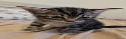 Mixed Breed cats for sale: 3 beautiful kittens  - Advert 4