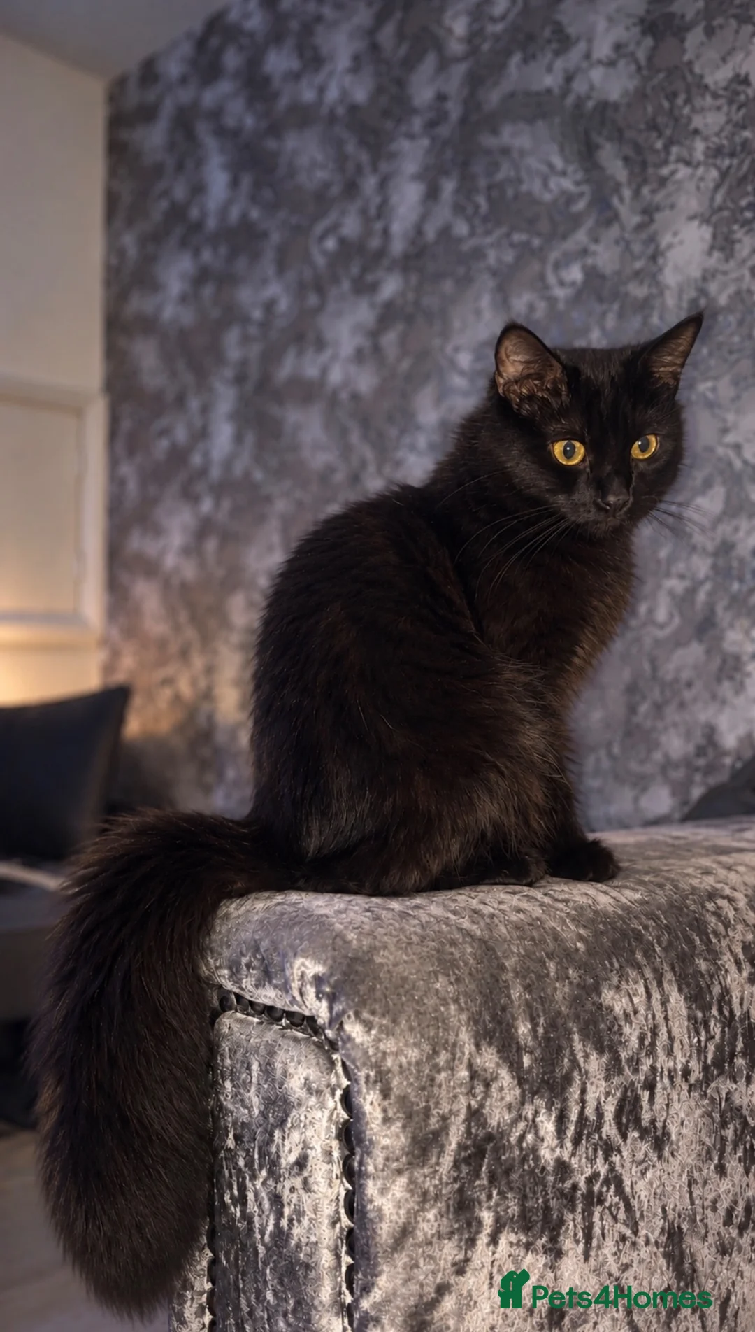 Maine Coon cats for sale: Maine Coon x Ragdoll - Advert 2