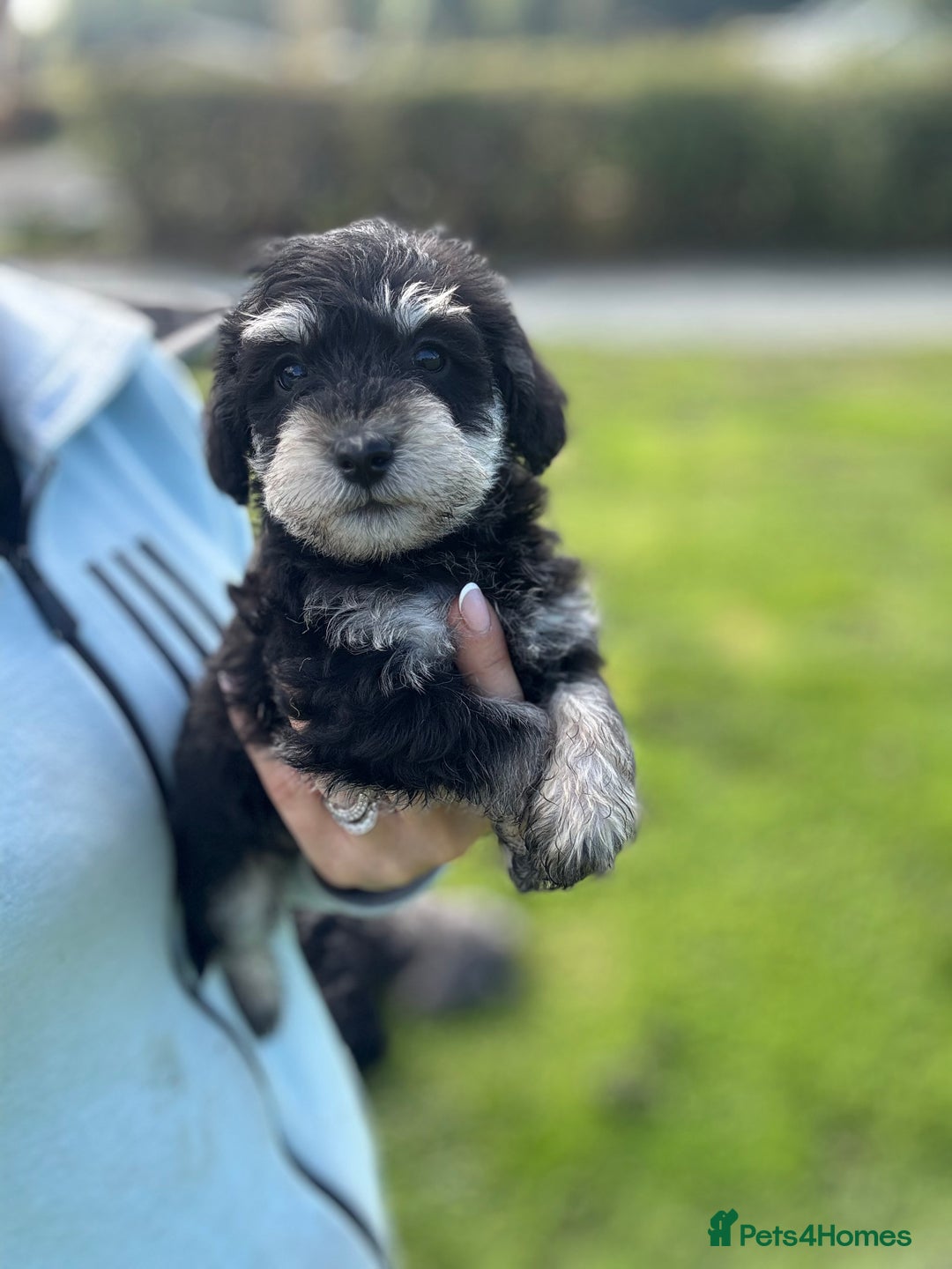 Schnoodle dogs for sale: Stunning Schnoodles, heath tested  - Image 4