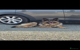 German Shepherd dogs for stud: German Shepherd male - Image 7