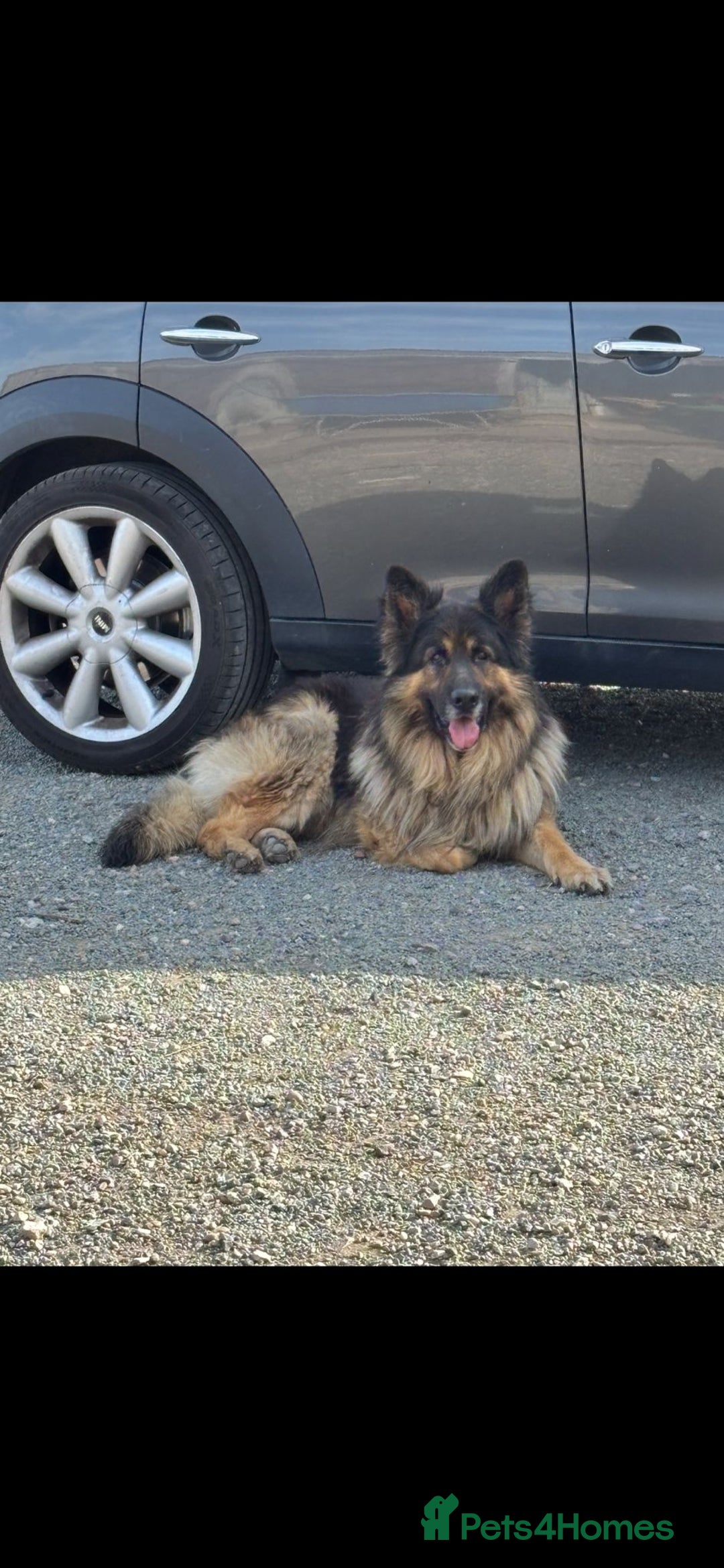 German Shepherd dogs for stud: German Shepherd male - Image 7