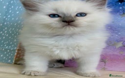 Ragdoll cats for sale: Calm & Lovin Rag dolls super sweet - Image 6