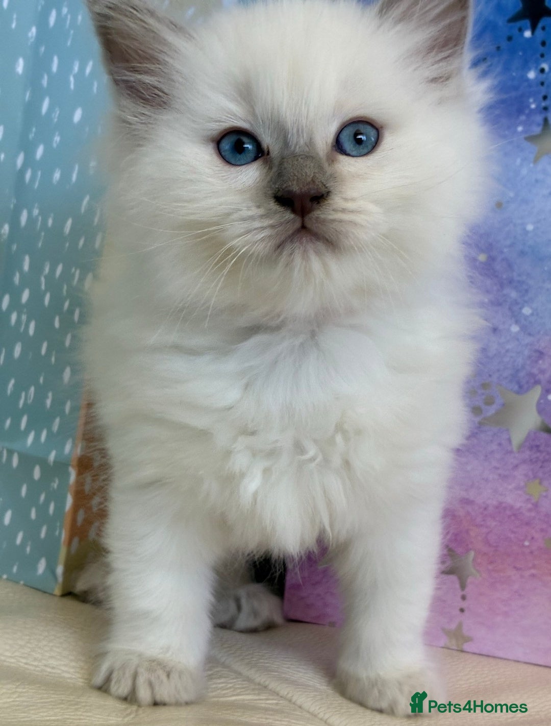 Ragdoll cats for sale: Calm & Lovin Rag dolls super sweet - Image 6