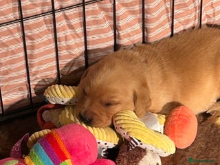 Labrador Retriever dogs Extensively Health tested Red fox Labradors 🧡 - Advert 17