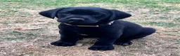 Labrador Retriever dogs for sale: Beautiful natured working Labradors  - Advert 16