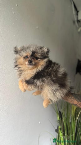 Pomeranian dogs - Advert 2