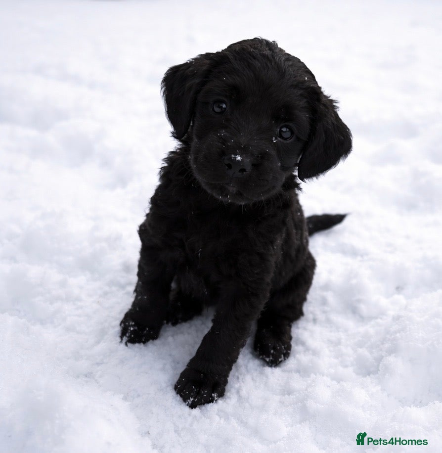 Cockapoo dogs Absolutely stunning cockapoos puppies  - Advert 12