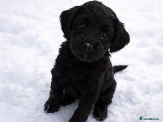 Cockapoo dogs Absolutely stunning cockapoos puppies - Advert 1