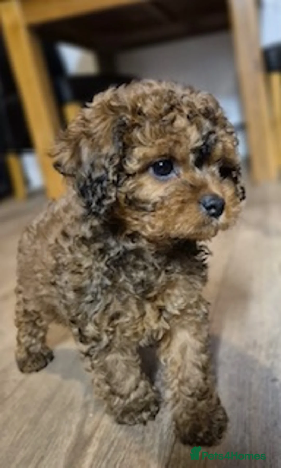 Cavapoo dogs for stud: Cavapoo Stud Dog  5.8kg. 5* Council reg’d - Advert 2