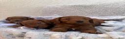 Cockapoo dogs for sale: 🐶✨F1 RED COCKERPOOS puppies 🐶✨ - Advert 7