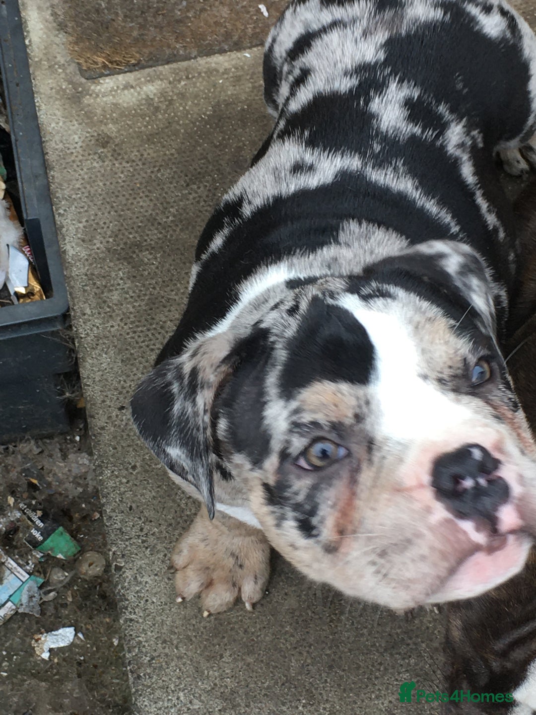 American Bully dogs for sale: Micro Merle bullys - Image 7