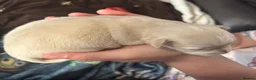 Jack Chi dogs for sale: 4 stunning beautiful chihuahuas x Jack Russel  - Advert 7