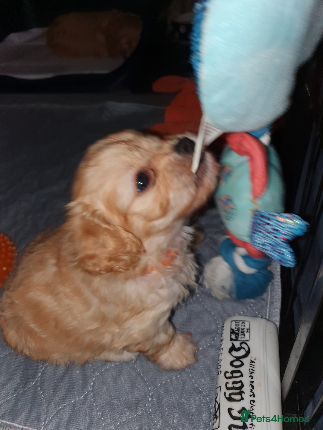 Mixed Breed dogs for sale: Beautiful red and fawn colour Cavapoochons pups - Advert 13