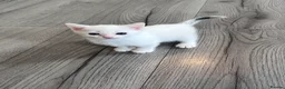 Mixed Breed cats for sale: Pure Grey, Pure white and Mixed Kittens  - Advert 11