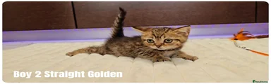 Boy 2 Straight ears Golden