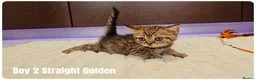 Scottish Fold cats for sale: 🐱 Scottish Fold & Scottish Straight Kittens - Advert 22