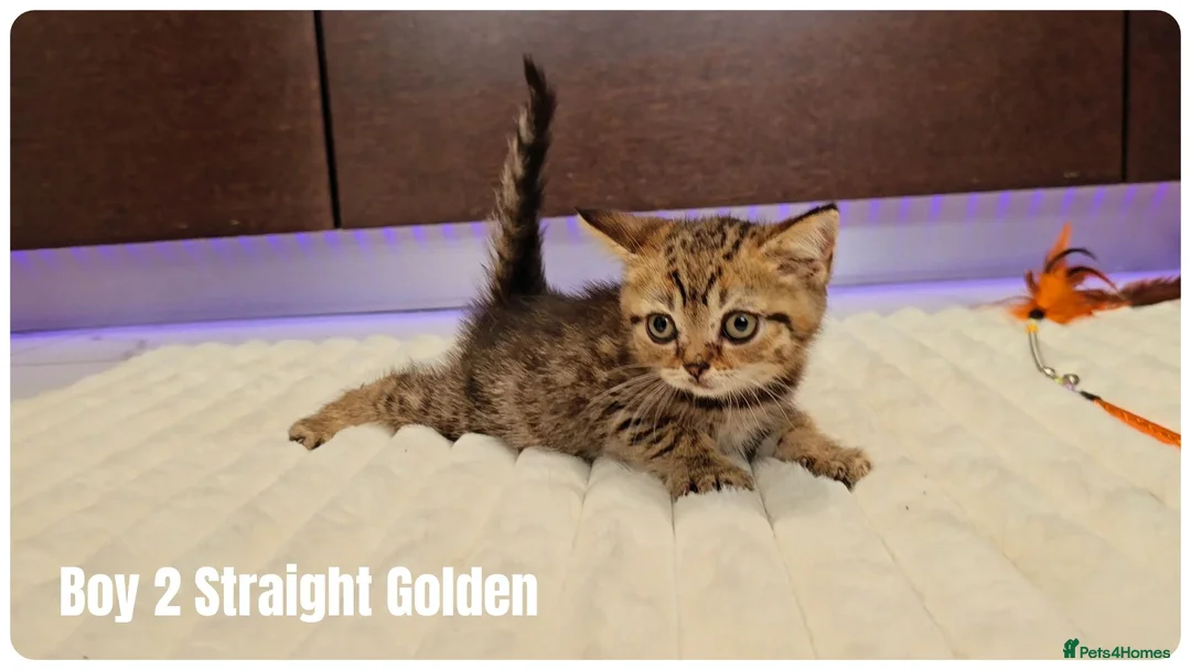 Scottish Fold cats for sale: 🐱 Scottish Fold & Scottish Straight Kittens - Advert 22