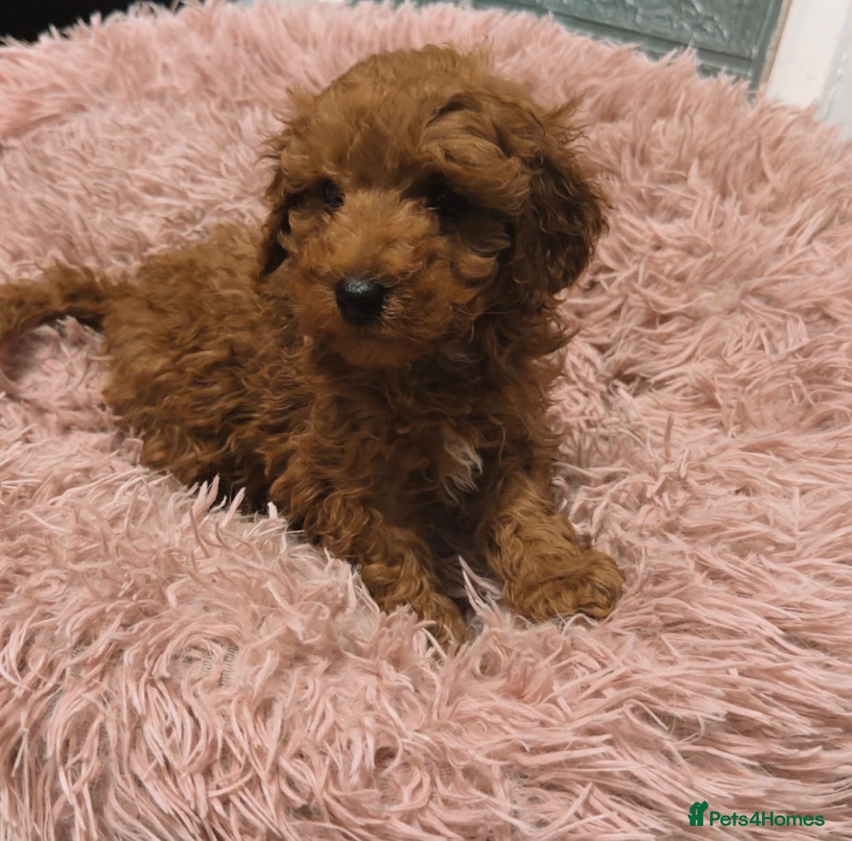 Toy Poodle dogs Ready now 🏡💙🏆bloodline,kc,dna clear parents  - Advert 16