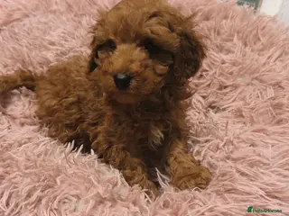 Toy Poodle dogs Ready now 🏡💙🏆bloodline,kc,dna clear parents - Advert 16