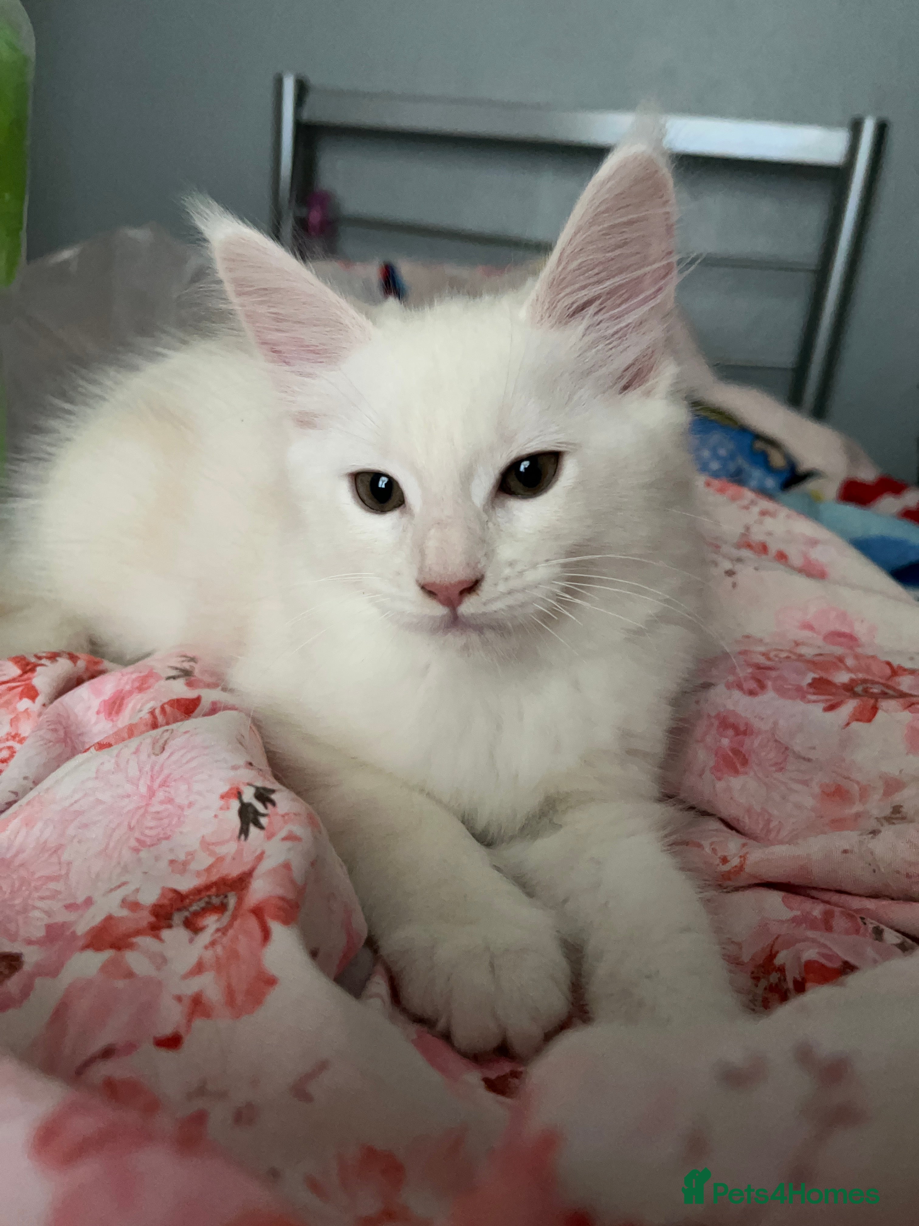 Maine Coon cats Purebred Maine Coon kitten - Advert 1