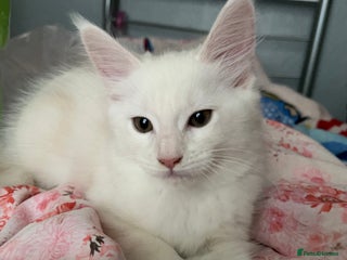 Maine Coon cats Purebred Maine Coon kitten - Advert 1