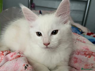 Maine Coon cats Purebred Maine Coon kitten - Advert 7