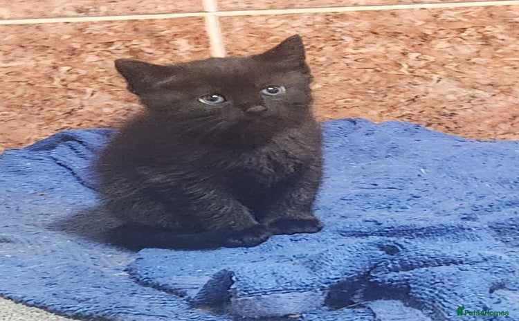 Mixed Breed cats - Advert 1