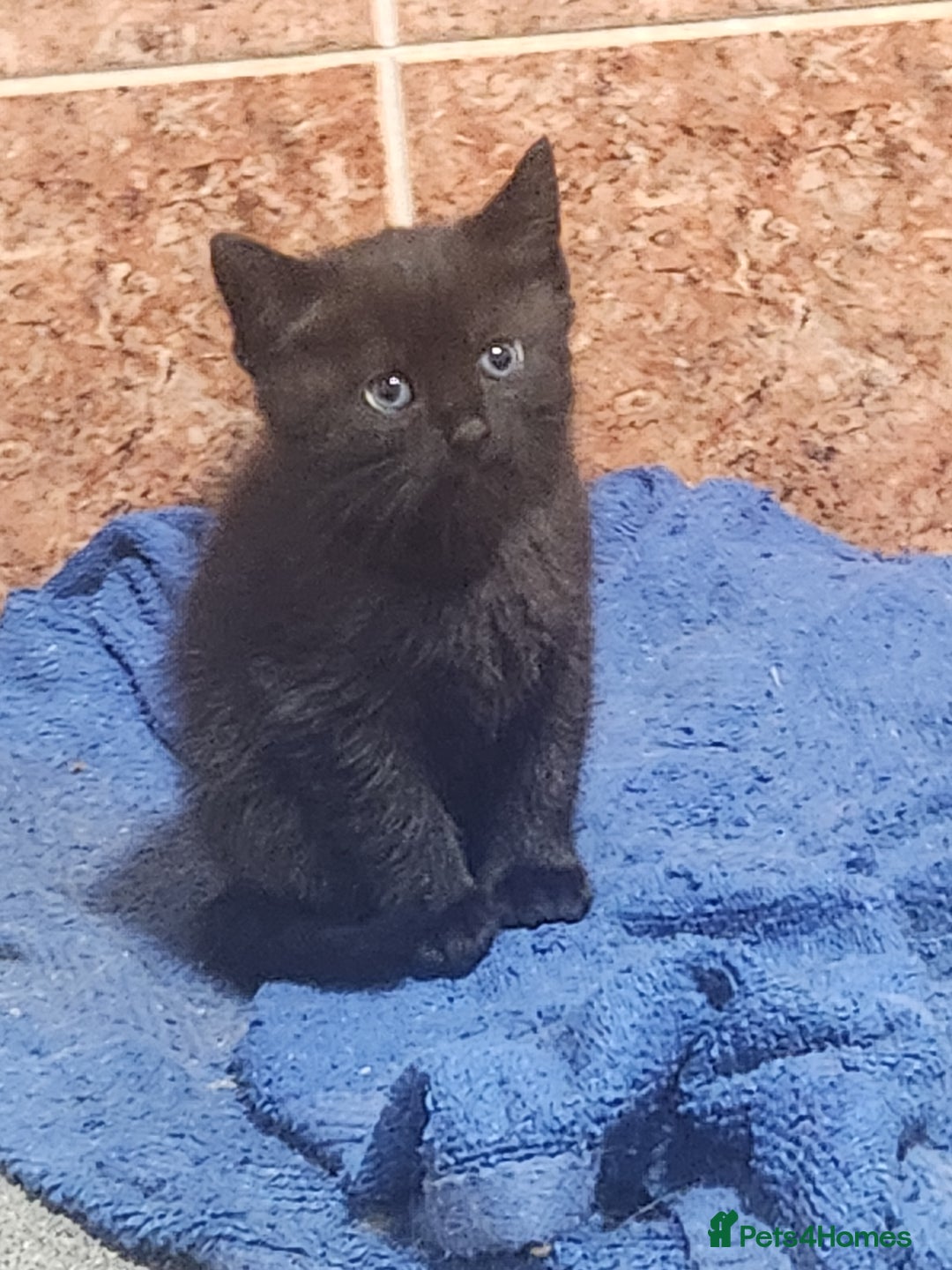Mixed Breed cats for sale: Beautiful Black Female kitten - Image 1