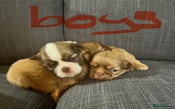 Shih Tzu dogs for sale: Beautiful litter or imperial Shih Tzu puppies  - Advert 5