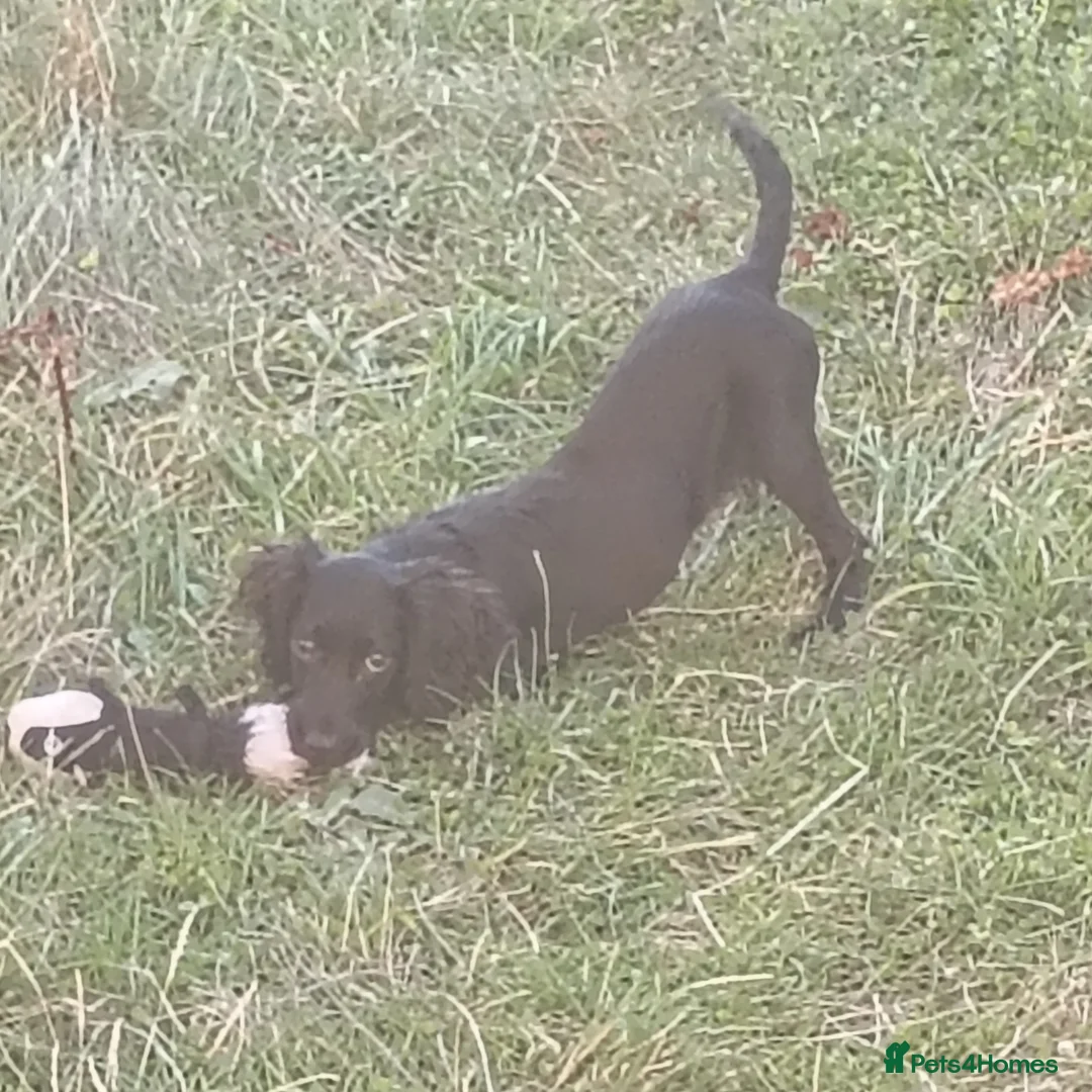 Cocker Spaniel dogs for sale: Cocker spaniel pup  - Advert 14