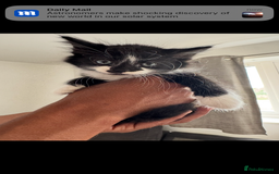 Mixed Breed cats for sale: Beautiful Mixed Breed Kitten  - Image 17