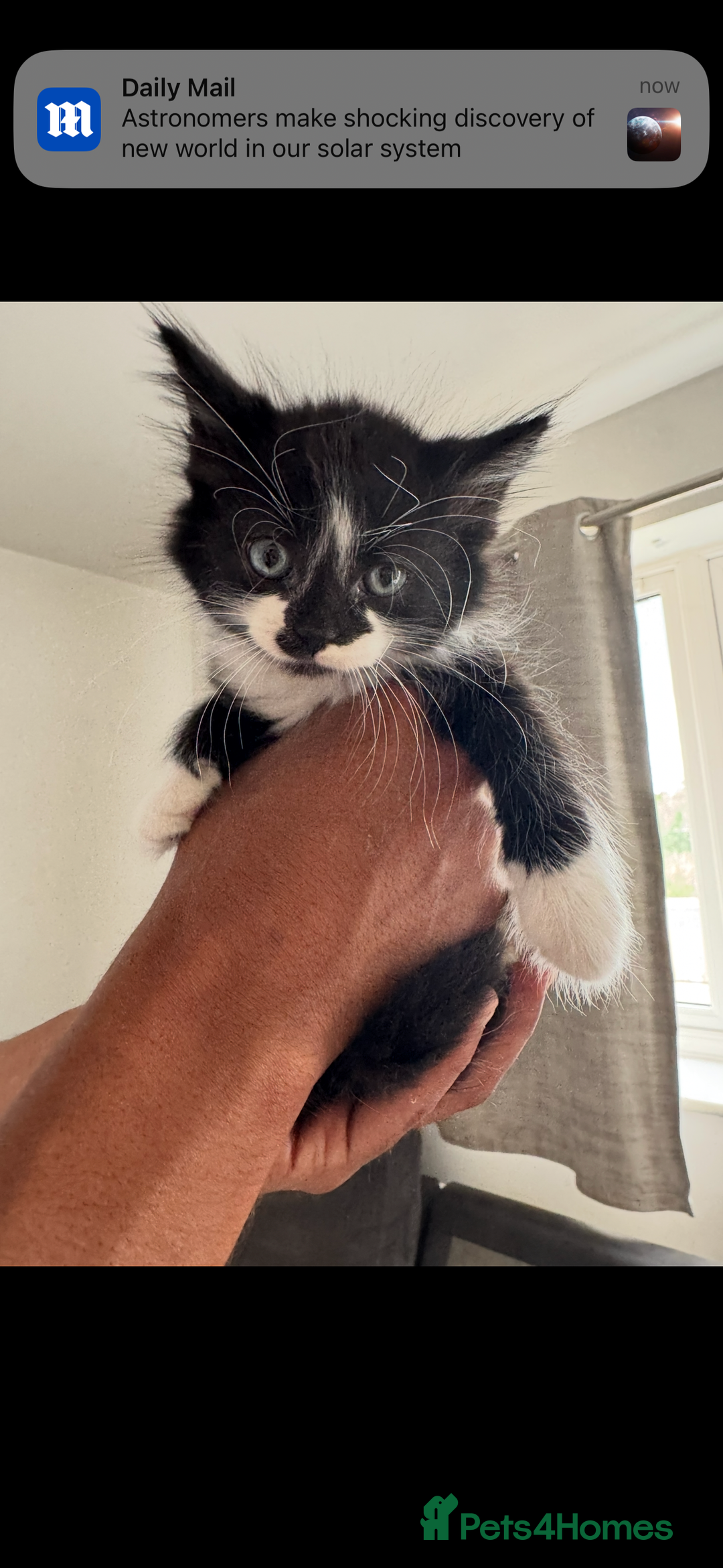 Mixed Breed cats for sale: Beautiful Mixed Breed Kitten  - Image 17