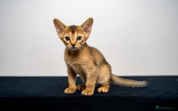 Abyssinian cats for sale: Elegant Abyssinian Kittens Champion Lines 🏆 🥇  - Image 38