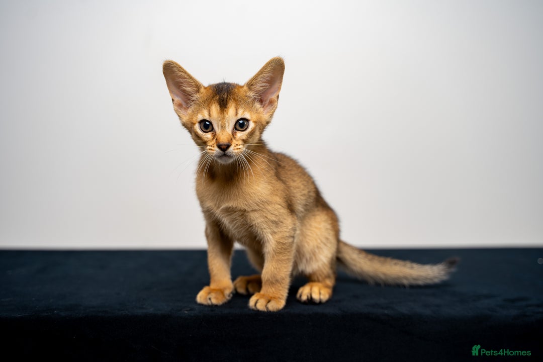 Abyssinian cats for sale: Elegant Abyssinian Kittens Champion Lines 🏆 🥇  - Image 38