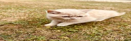British Shorthair cats for sale: GGCF reg British shorthair cream boy kitten  - Advert 3