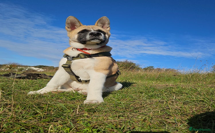 Akita dogs - Advert 14