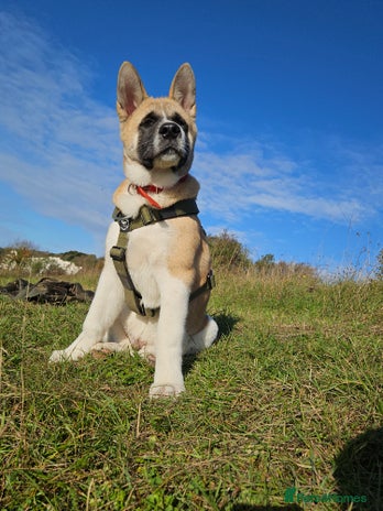 Akita dogs - Advert 1