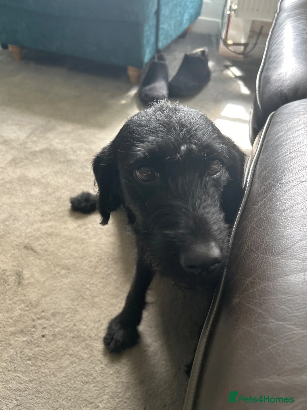 Labradoodle dogs for sale: Expecting F1B Miniature Labradoodles - Advert 1