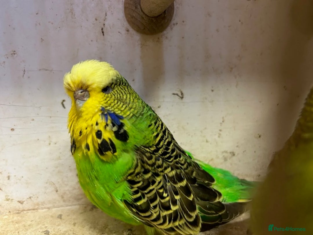 Budgerigars birds for sale: Budgies for sale, all in good health - Advert 3