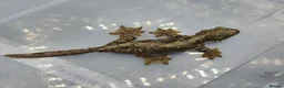 Gecko reptiles for sale: Kuhl's Flying Gecko - Advert 3
