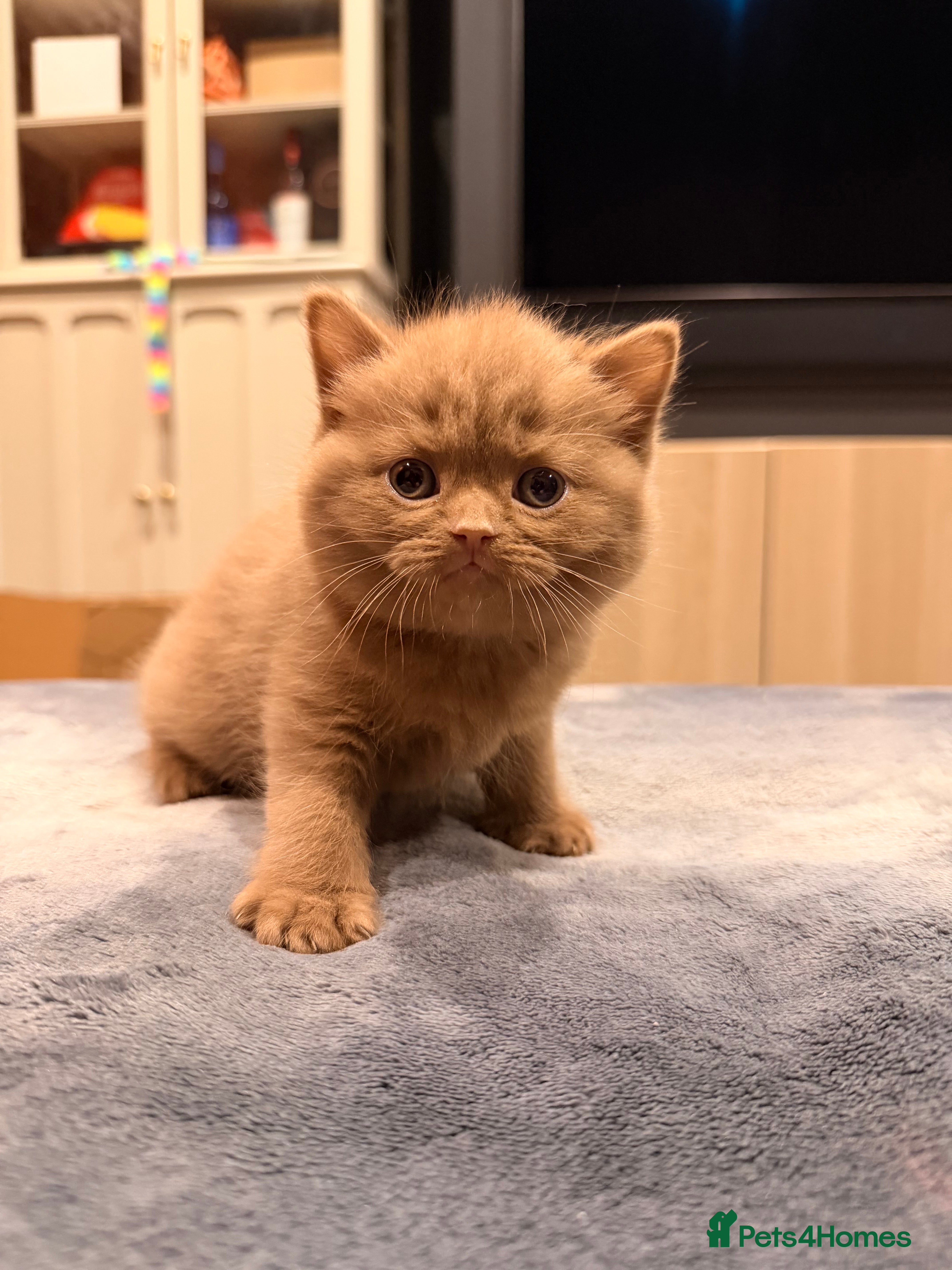British Shorthair cats Cinnamon British shorthair kittens - Advert 1
