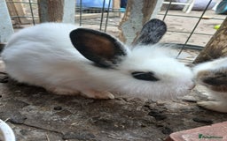 Rex rabbits for sale: Baby Bunny Rabbits  - Image 3