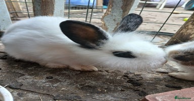 Rex rabbits - Advert 7