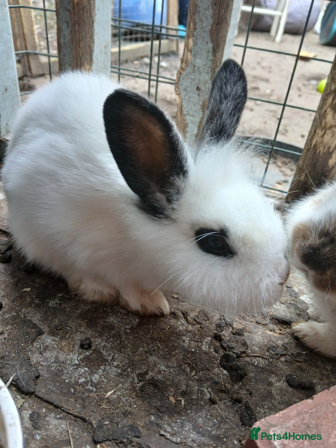 Rex rabbits for sale: Baby Bunny Rabbits  - Image 3