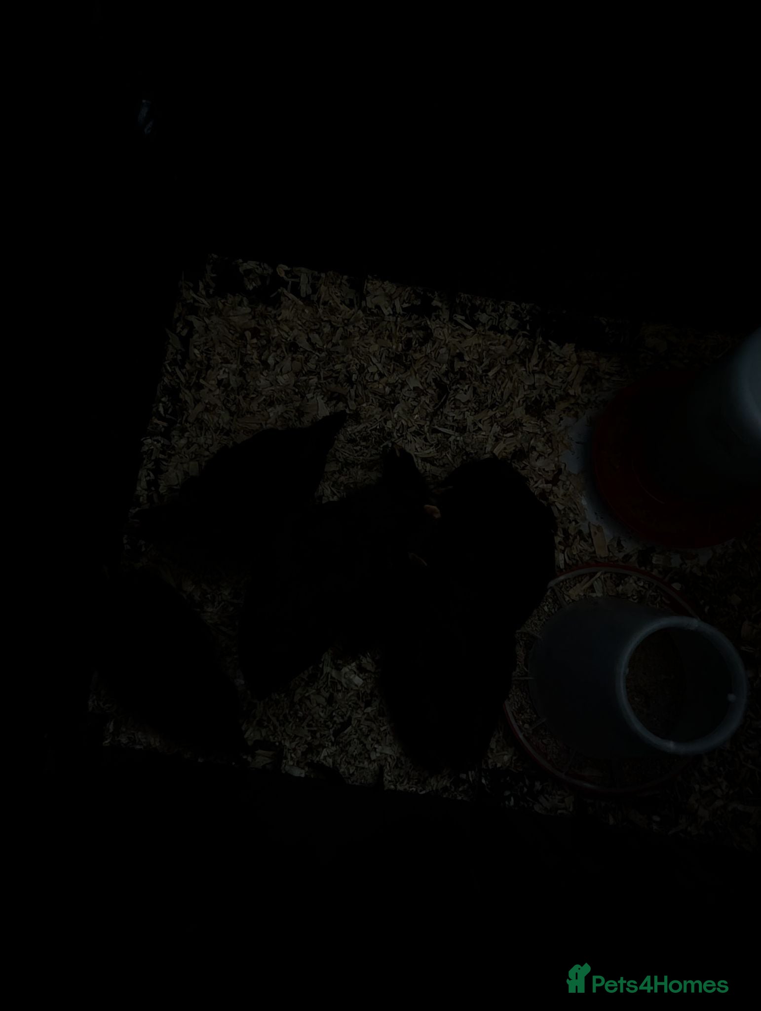 Chickens poultry Black chicks  - Advert 1