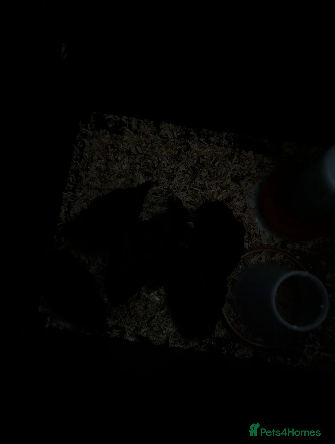 Chickens poultry for sale: Black chicks  - Advert 1